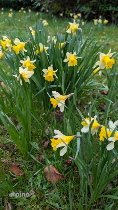 Gelbe Narzissen blühen in einem grünen Garten mit frischem Gras.