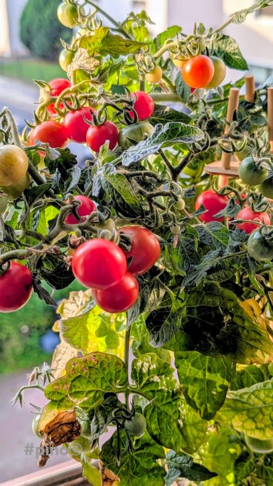 Reife Kirschtomaten an einer Pflanze mit grünen Blättern.
