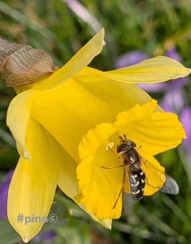 Eine Biene sitzt auf einer gelben Narzisse in einer blühenden Wiese.