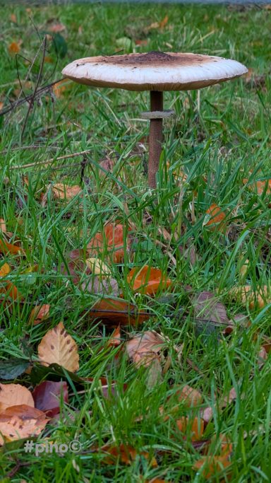 Großer Pilz mit flacher, brauner Kappe auf grünem Gras und herbstlichen Blättern.