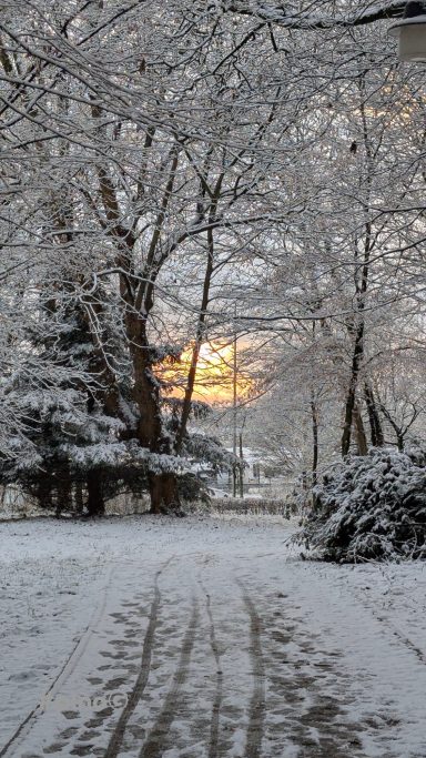 Schneebedeckter Weg mit Bäumen und Sonnenuntergang im Hintergrund.