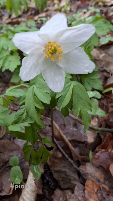 Weiß blühende Anemone mit grünen Blättern auf erdigem Untergrund.