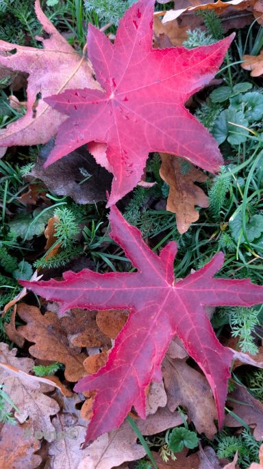 Rote Ahornblätter liegen auf grünem Gras und braunen, trockenen Blättern.