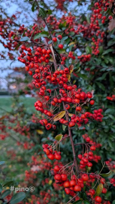 Rote Beeren an einem grünen Strauch, umgeben von herbstlichem Licht.