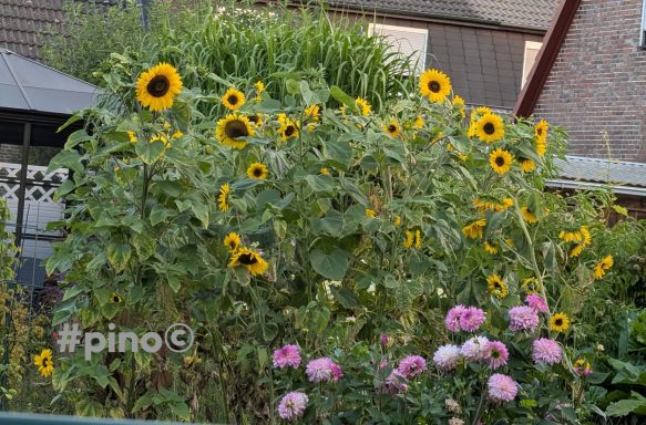 Sonnenblumen und rosa Rosen wachsen üppig in einem Garten.