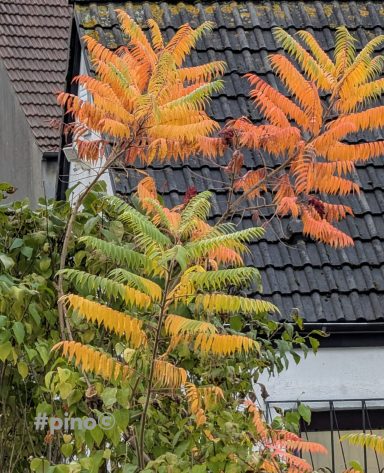 Lebendige Baumblätter in Gelb- und Orangetönen vor einem Dach mit schwarzen Ziegeln.