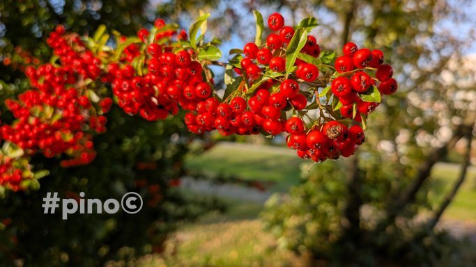 Rotbeeren hängen an einem Ast vor unscharfem, grünem Hintergrund.