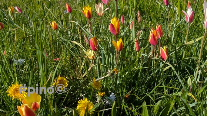 Bunte Tulpen und Wildblumen in einem grünen Wiesenfeld.
