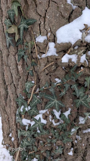 Eckige Baumrinde mit winterlichem Schnee und Efeu, der am Stamm wächst.