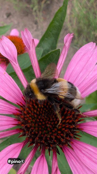 Hummel sitzt auf einer pinken Blume mit auffälligen Blütenblättern.