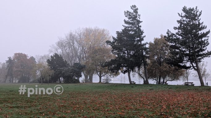 Nebeliger Landschaftsaufnahme mit Bäumen und blühendem Gras im Vordergrund.