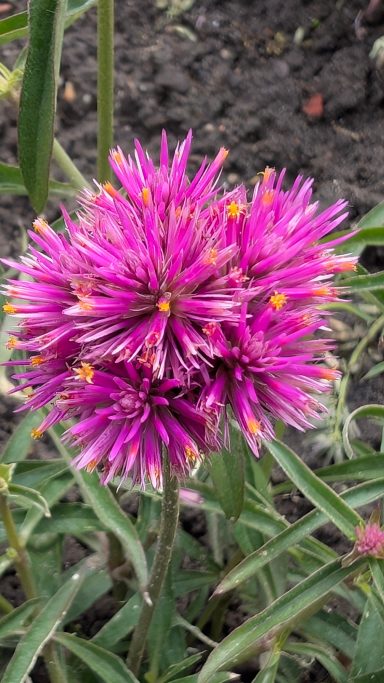 Dichte, leuchtend pinke Blüte mit feinen lila und gelben Akzenten, umgeben von grünen Blättern.