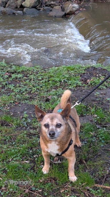 Brauner Hund mit Leine steht am Ufer eines kleinen Flusses auf grünem grasbewachsenem Boden.