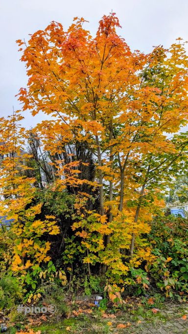Ein Laubbaum mit leuchtend orangefarbenen Blättern im Herbst.