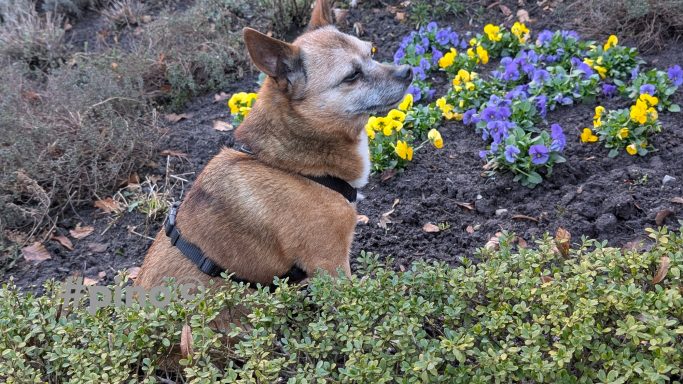 Ein brauner Hund sitzt hinter einem grünen Busch, umgeben von bunten Blumen.