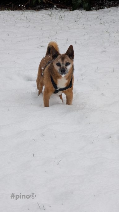 Ein kleiner Hund steht im Schnee und trägt ein Geschirr.