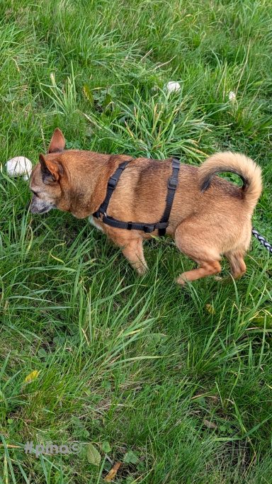 Ein kleiner Hund mit Geschirr, der im grünen Gras schnüffelt.