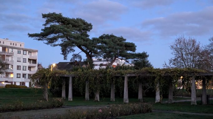Ein Park mit verschiedenen Bäumen und einer Pergola im Abendlicht.