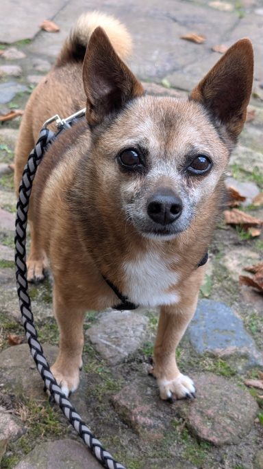Brauner Chihuahua mit hängenden Ohren und einem schwarzen Leinenhalfter steht auf einem Weg.