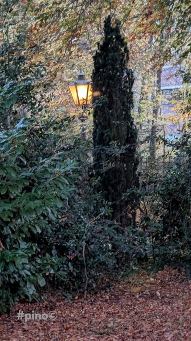 Laterne leuchtet zwischen hohen, grünen Bäumen in herbstlicher Umgebung.