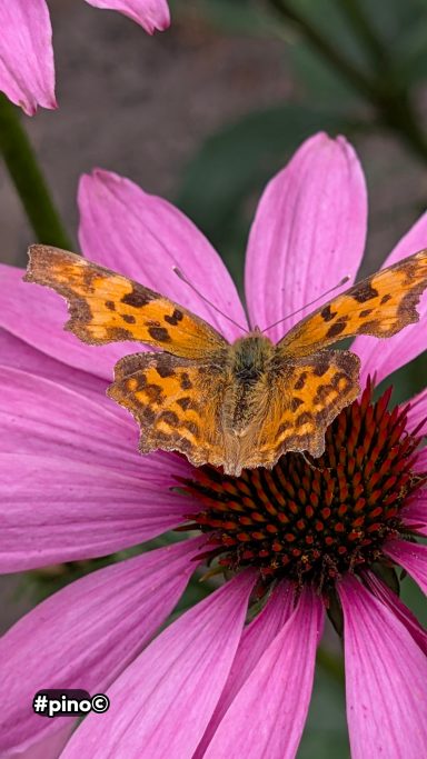 Ein orangefarbener Schmetterling sitzt auf einer pinken Blume mit dunklem Zentrum.