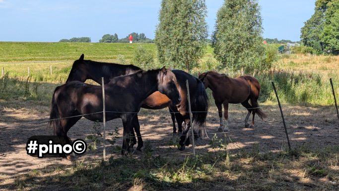 Vier Pferde stehen auf einer Wiese, umgeben von Bäumen und einem klaren Himmel.