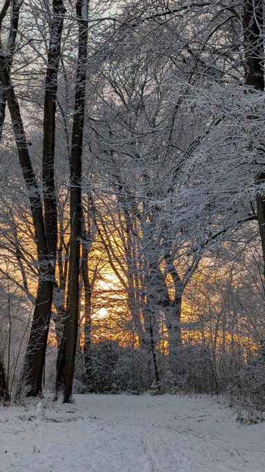 Winterlandschaft mit schneebedeckten Bäumen und Sonnenuntergang im Hintergrund.