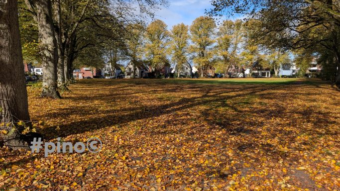 Herbstlicher Park mit Laub, großen Bäumen und Schatten auf dem Boden.