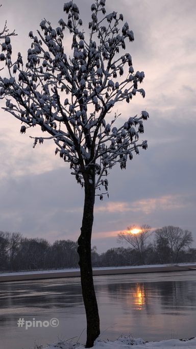 Ein schneebedeckter Baum am Ufer eines spiegelnden Gewässers bei Sonnenuntergang.