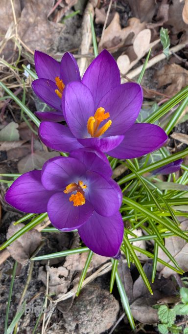Violette Krokusse mit orangefarbenen Staubgefäßen in grünem Gras.