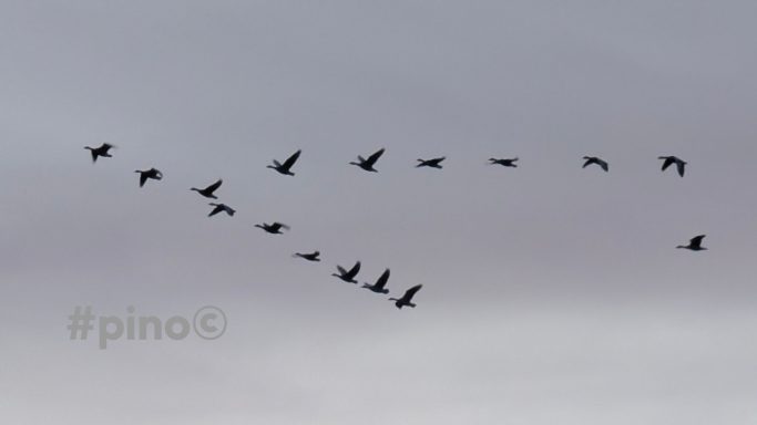 Vögel fliegen in einer V-Formation am grauen Himmel.