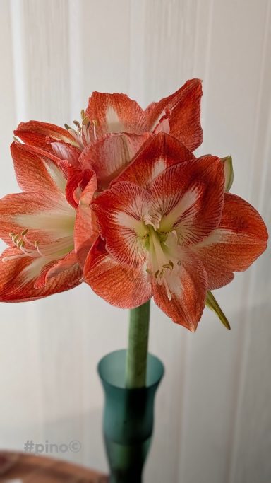 Rote Amaryllisblüten in einer grünen Vase vor einer hellen Wand.