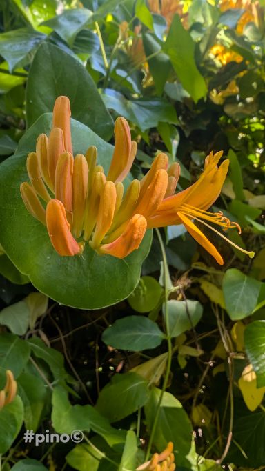 Orangene Blüten einer Kletterpflanze mit grünen Blättern im Hintergrund.