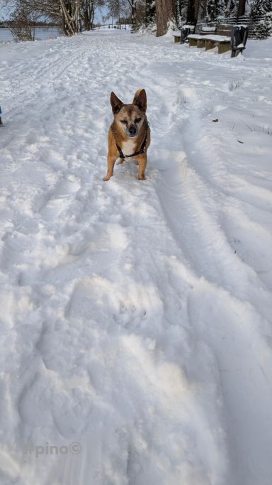 Ein Hund steht auf verschneitem Boden und schaut in die Kamera.