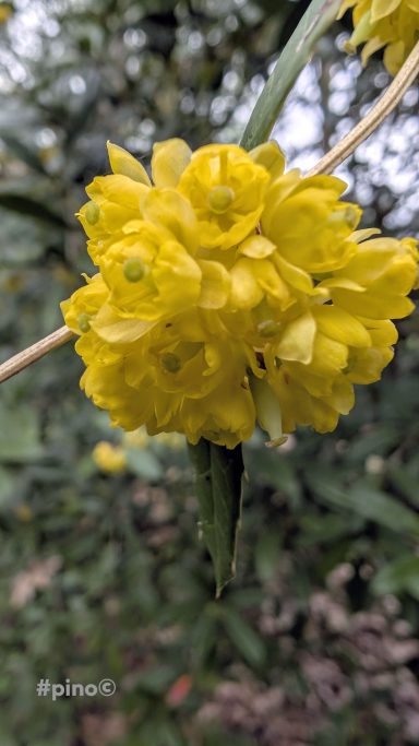 Gelbe Blütenknospe mit vielen kleinen Blüten, umgeben von grünen Blättern.