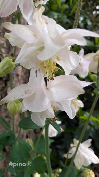 Weißblühende Pflanze mit großen, zarten Blüten und grünem Laub.