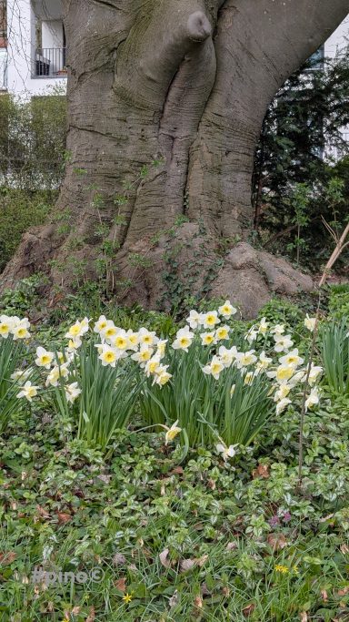 Eine Gruppe von gelben Narzissen vor einem großen Baum.