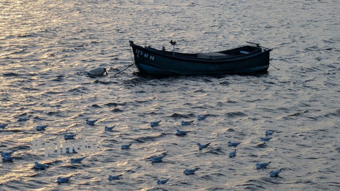 Ein Boot schwimmt auf ruhigem Wasser, umgeben von vielen kleinen Vögeln.