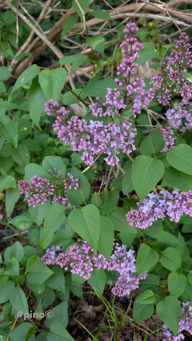 Lila Blüten mit grünen Blättern, umgeben von dichtem Pflanzenbewuchs.