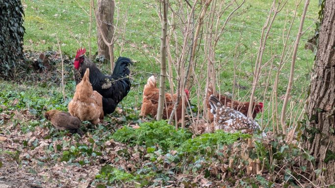 Eine Gruppe von Hühnern mit einem Hahn in einem grünen Bereich neben Büschen.