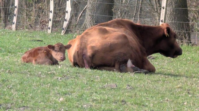 Eine Kuh liegt im Gras, während das Kalb an ihrer Seite sitzt und sich ausruht.
