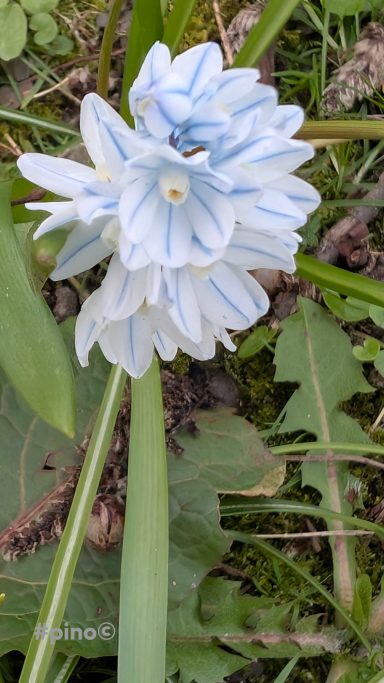Blühende Pflanze mit blauen und weißen Blüten in einem grünen Hintergrund.