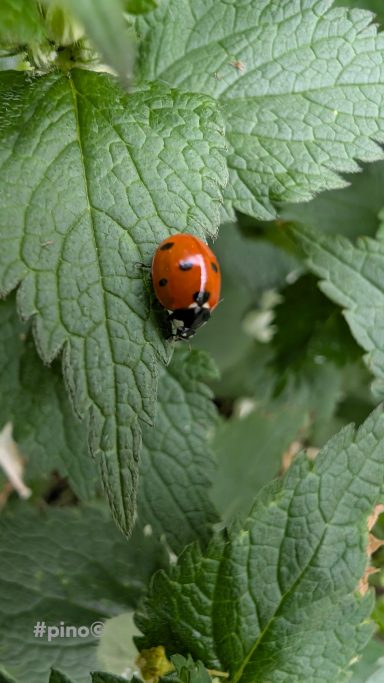 Marienkäfer sitzt auf einem grünen Blatt zwischen Pflanzenteilen.
