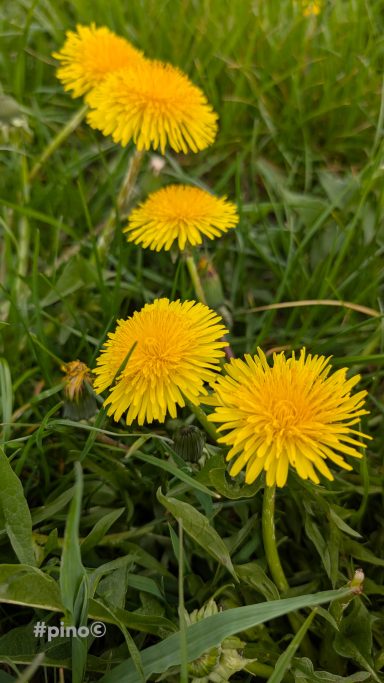 Gelbe Löwenzahnblüten wachsen in grünem Gras.