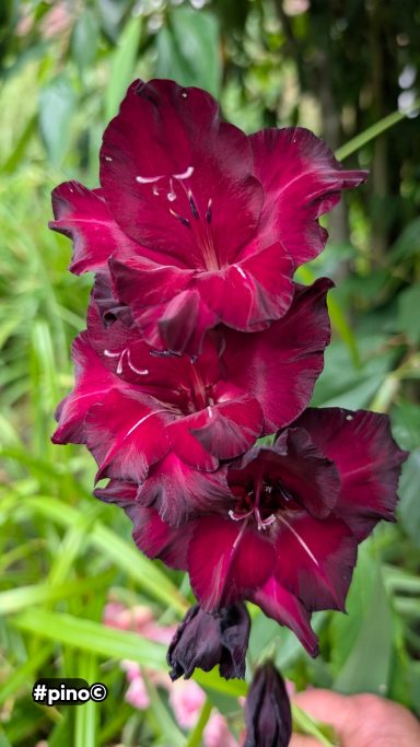 Dunkelrote Gladiolenblüten mit gefransten Blütenblättern in einem Garten.
