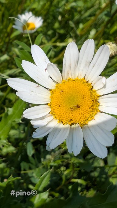 Nahaufnahme einer Margerite mit weißen Blütenblättern und gelbem Zentrum.