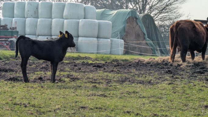 Schwarzes Kalb steht auf einer Wiese vor Heuballen und einer Kuh.