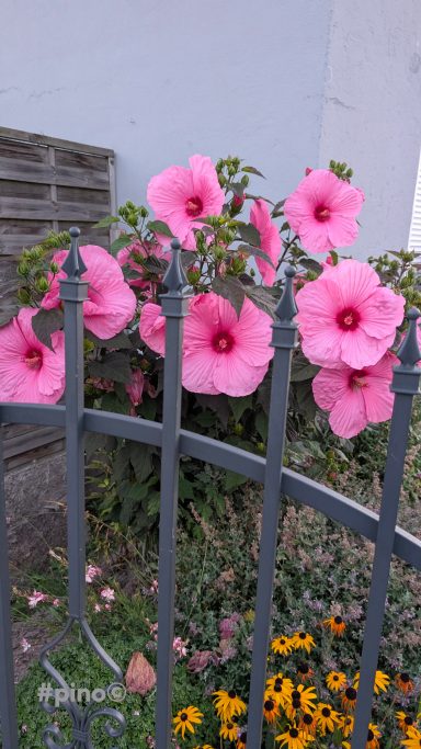 Rosa Hibiskusblüten wachsen neben einem eisernen Zaun.