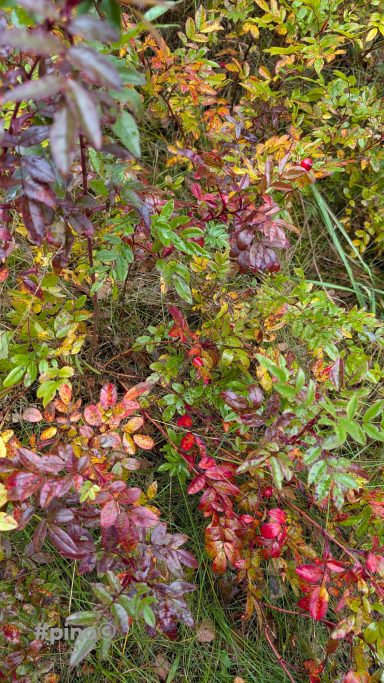 Bunte Blätter in verschiedenen Rottönen und Grüntönen in einer naturnahen Umgebung.