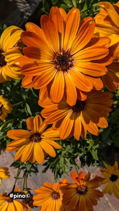 Leuchtend orangefarbene Blumen mit großen Blütenblättern in voller Blüte.